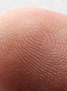 Fingertupp forstørrelse 3.3X. Foto.