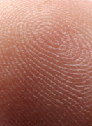 Fingertupp forstørrelse 3.8X. Foto.